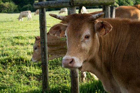 Green pasture farm