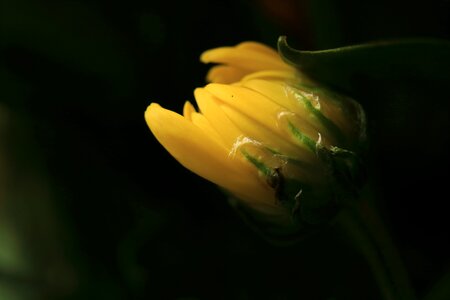 Yellow bud flora photo