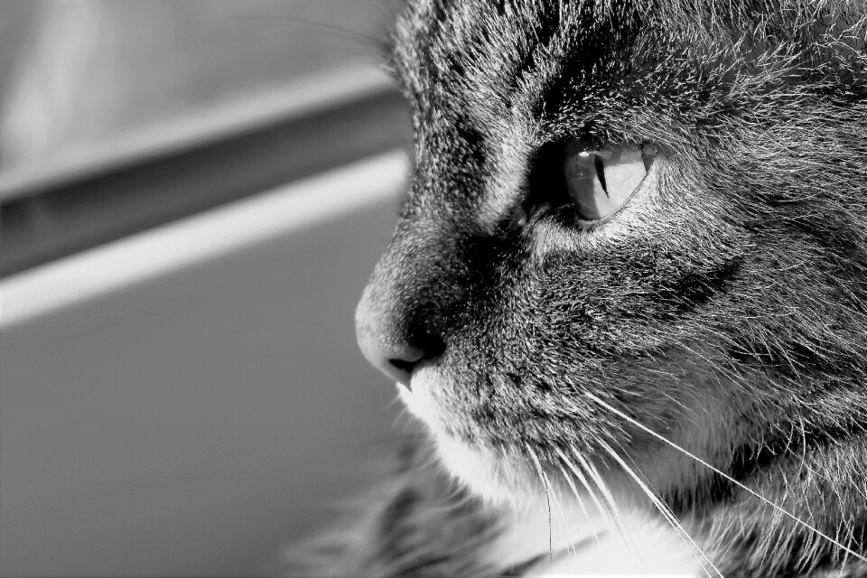 Mackerel pet domestic cat