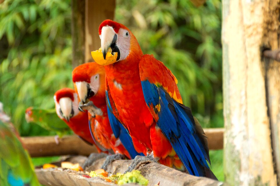 Feather wildlife animal