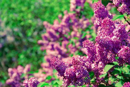 Nature spring health