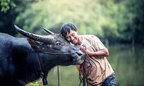 Cambodia cow farm photo