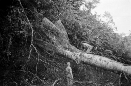 Kotta Pandan een wegversperring, bestaande uit een over de weg gekapte boom wor, Bestanddeelnr 7461