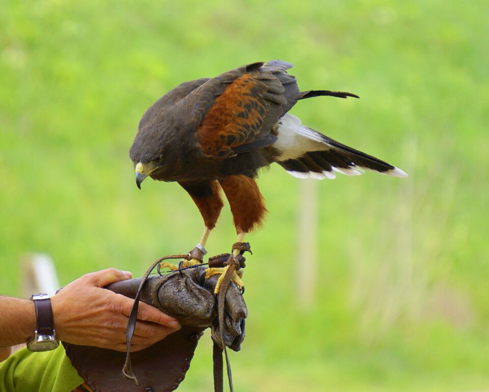 Ave bird of prey feathers