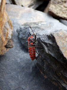 Red and black bug detail photo