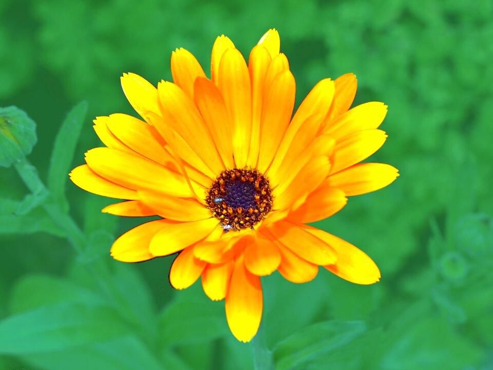 Calendula officinalis blossom bloom photo