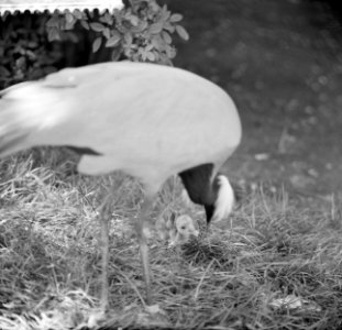 Kraanvogel met jong in Artis, Bestanddeelnr 912-6230 photo