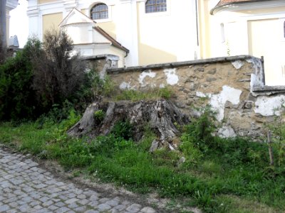 KOTOUŇ - kostel Nanebevzetí Panny Marie (pařez)