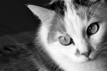 Pet domestic cat cat's eyes photo