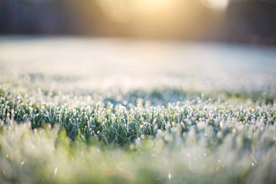Morning bokeh in grass grass
