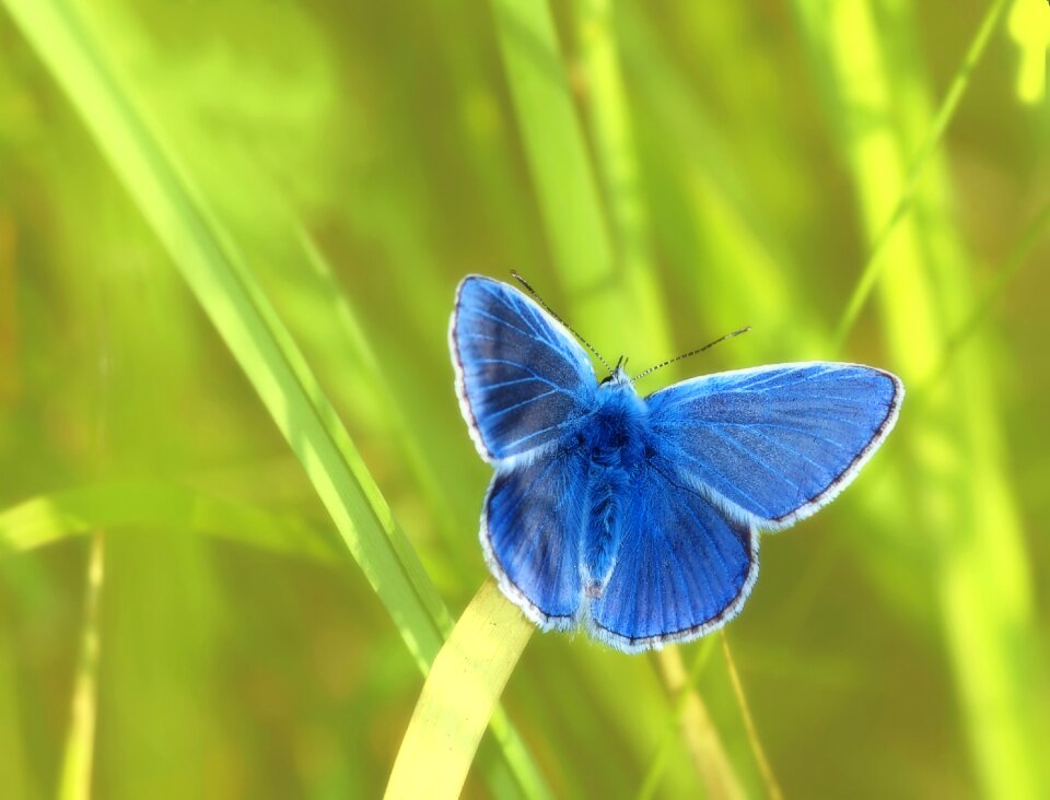 Restharrow's blue polyommatus icarus butterflies