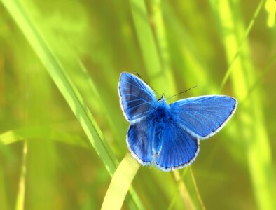 Restharrow's blue polyommatus icarus butterflies