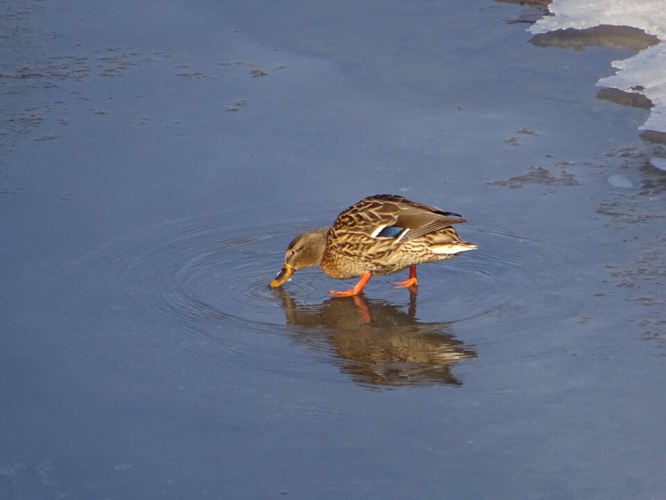 Duck drinks ice