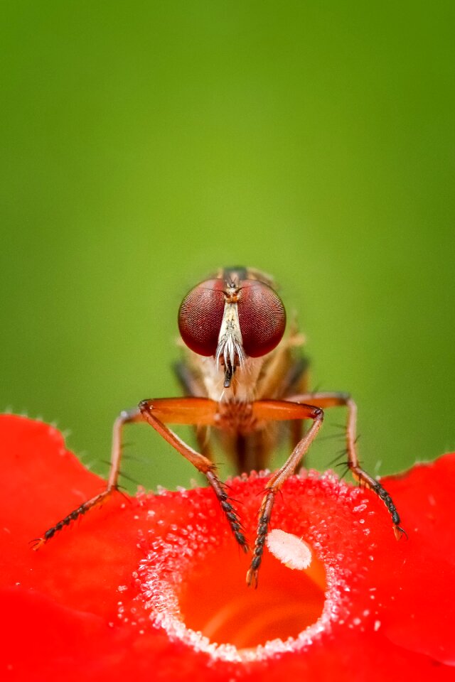Macro animal wildlife