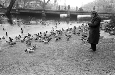 Kou en vorst slechte tijd voor de vogels De eenden worden hier gevoederd, Bestanddeelnr 915-8735