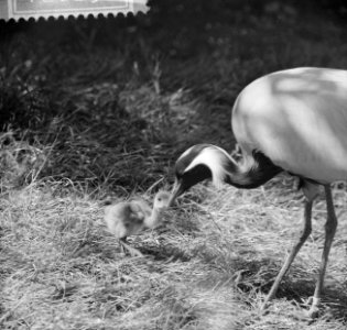 Kraanvogel met jong in Artis, Bestanddeelnr 912-6231 photo