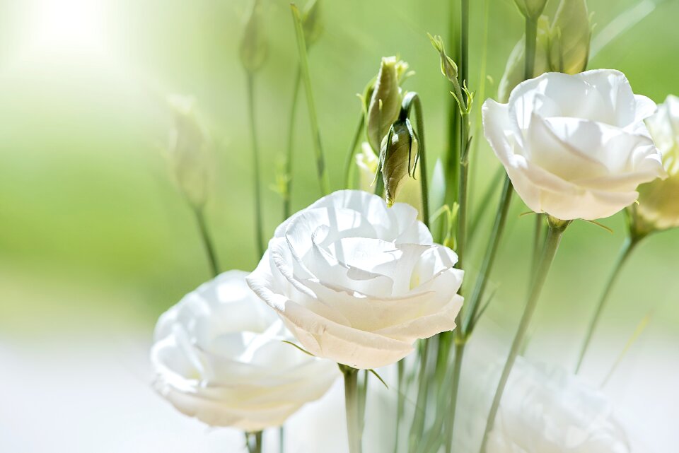 Bloom white petals