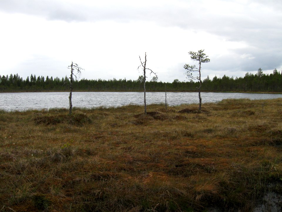 Kovelinlampi Utajärvi