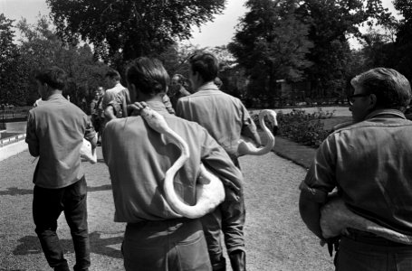 Kraanvogels en flamingos in Artis overgebracht naar hun nieuwe verblijf, Bestanddeelnr 916-6491
