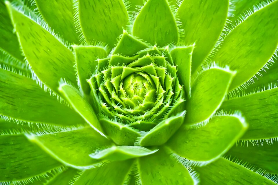Ordinary house turmeric sempervivum pointed