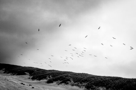 Black and white animal bird photo