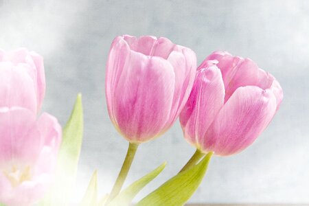 Pink flowers tender romantic photo