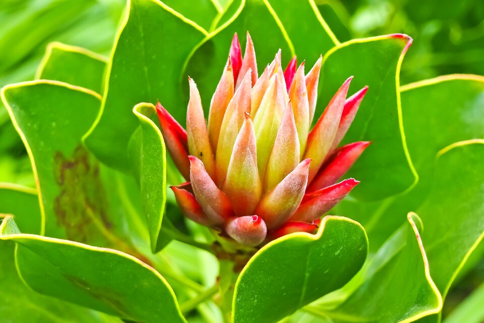 Ordinary house turmeric sempervivum pointed