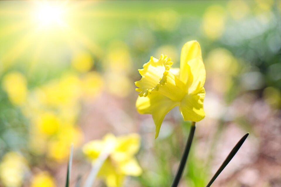 Flowers yellow flowers garden gardening