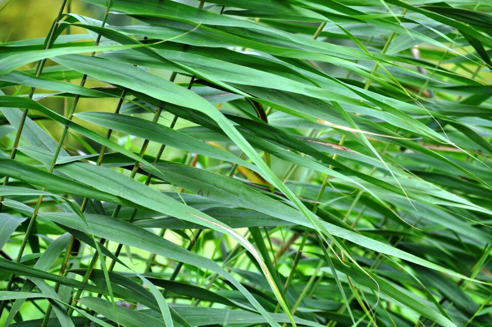Green nature structure