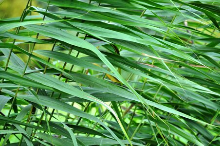 Green nature structure