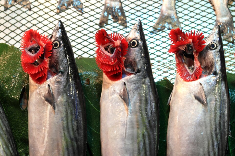 Market palamut seafood
