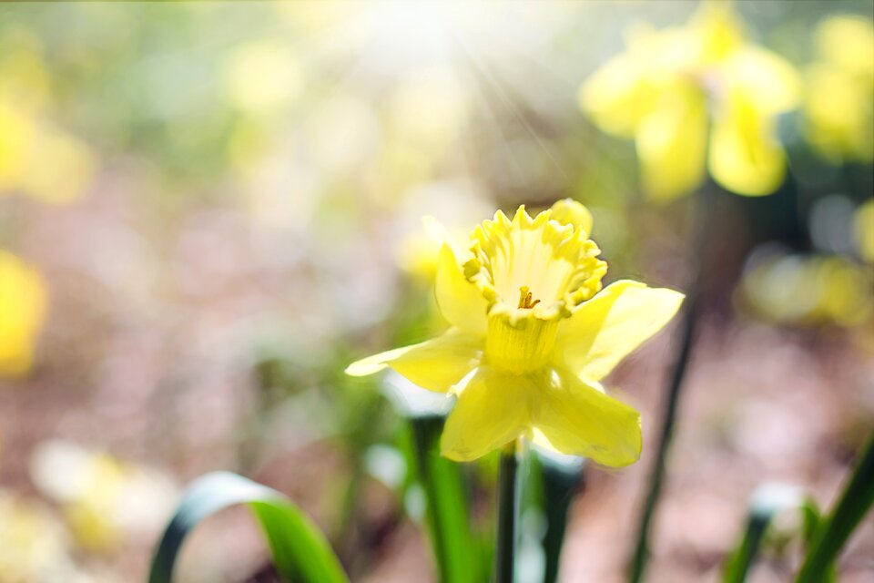 Flowers yellow flowers garden gardening