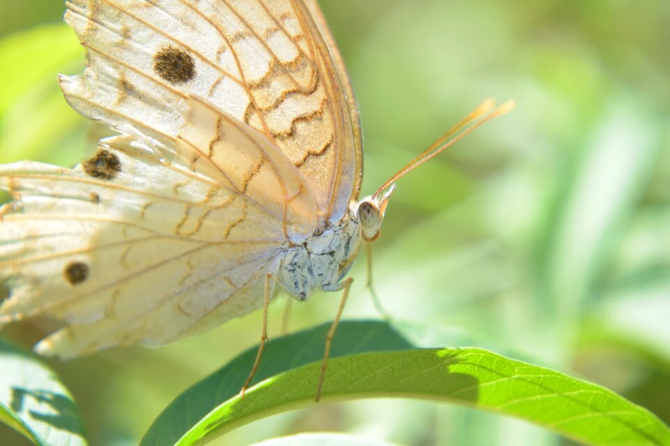 Nature plant wings