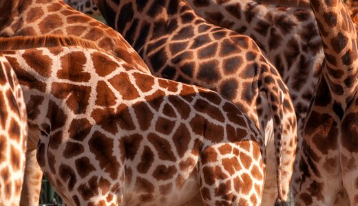 Background africa wild