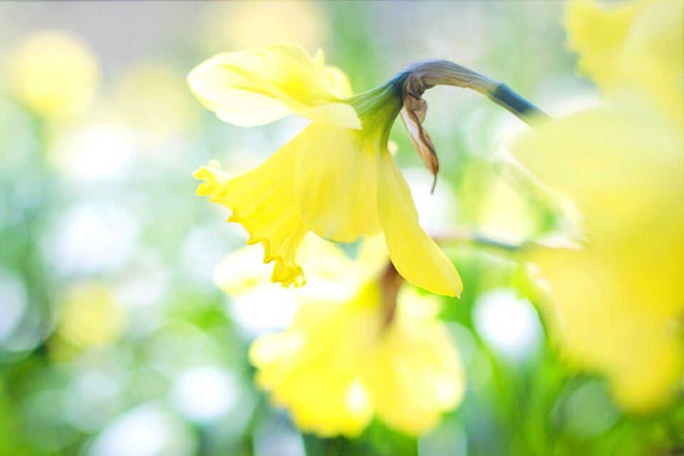Flowers yellow flowers garden gardening