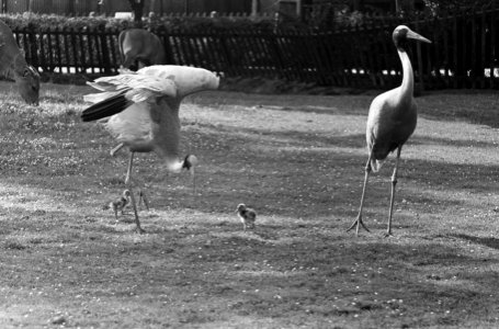 Kraanvogels in Blijdorp geboren, Bestanddeelnr 914-1888 photo