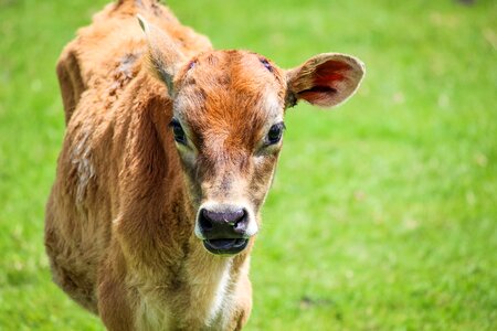 Cattle rural bovine