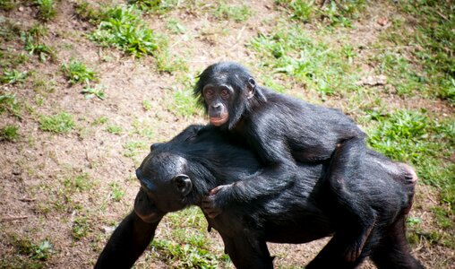 Wildlife zoo africa