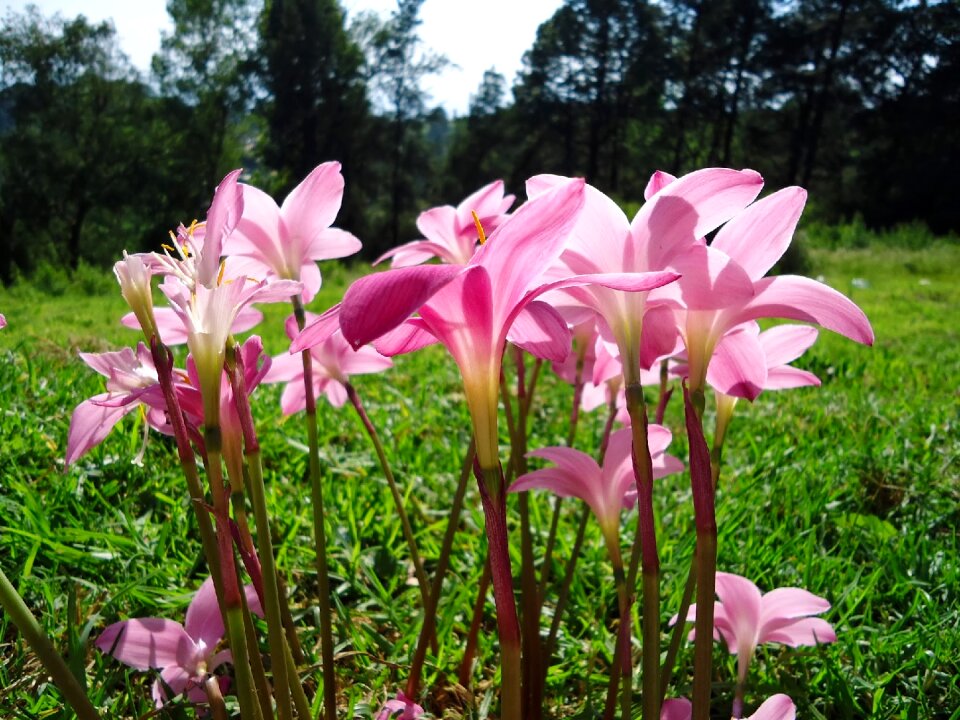 Pink flowers wild saffron pink petals
