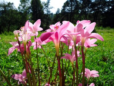 Pink flowers wild saffron pink petals