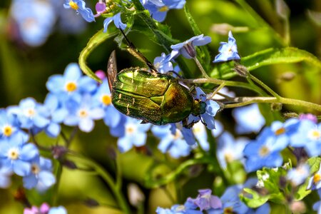 Flight insect nature forget me not photo