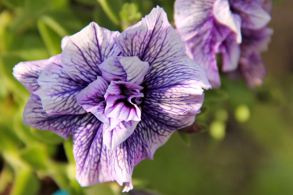 Flower violet pelargonium