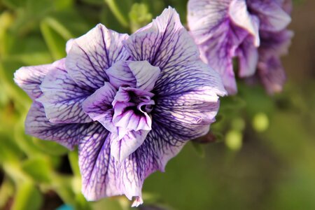 Flower violet pelargonium photo