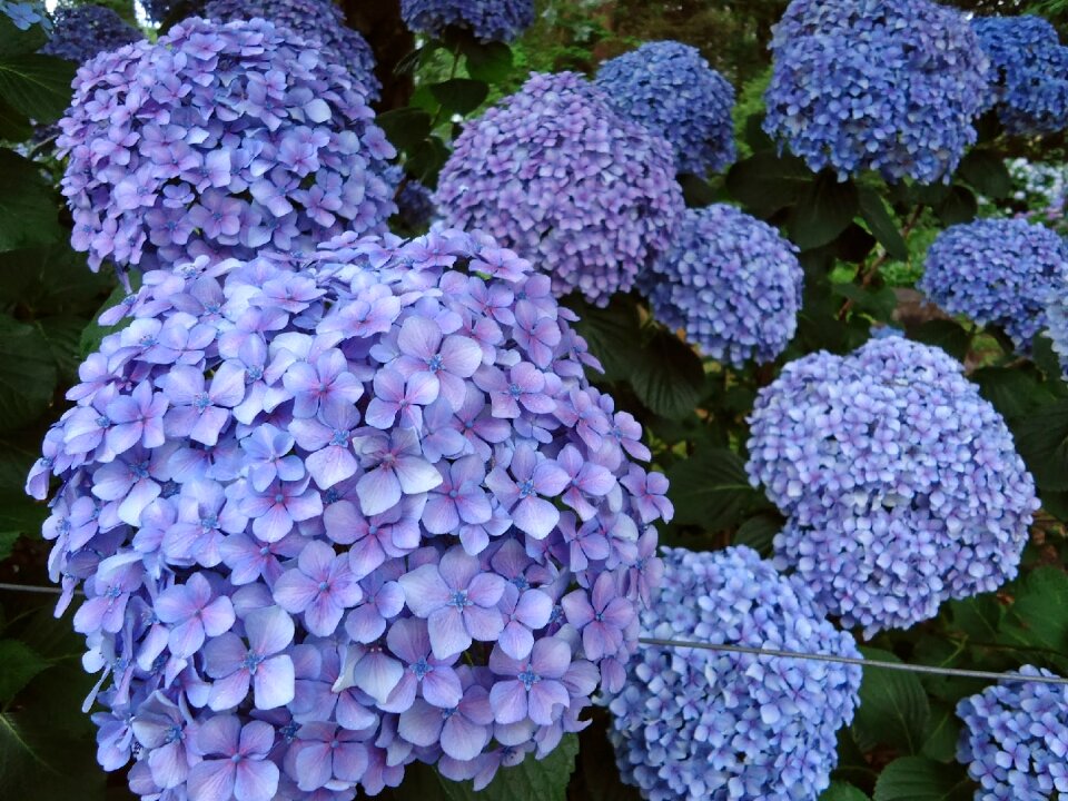 Blue flowers hydrangeas garden