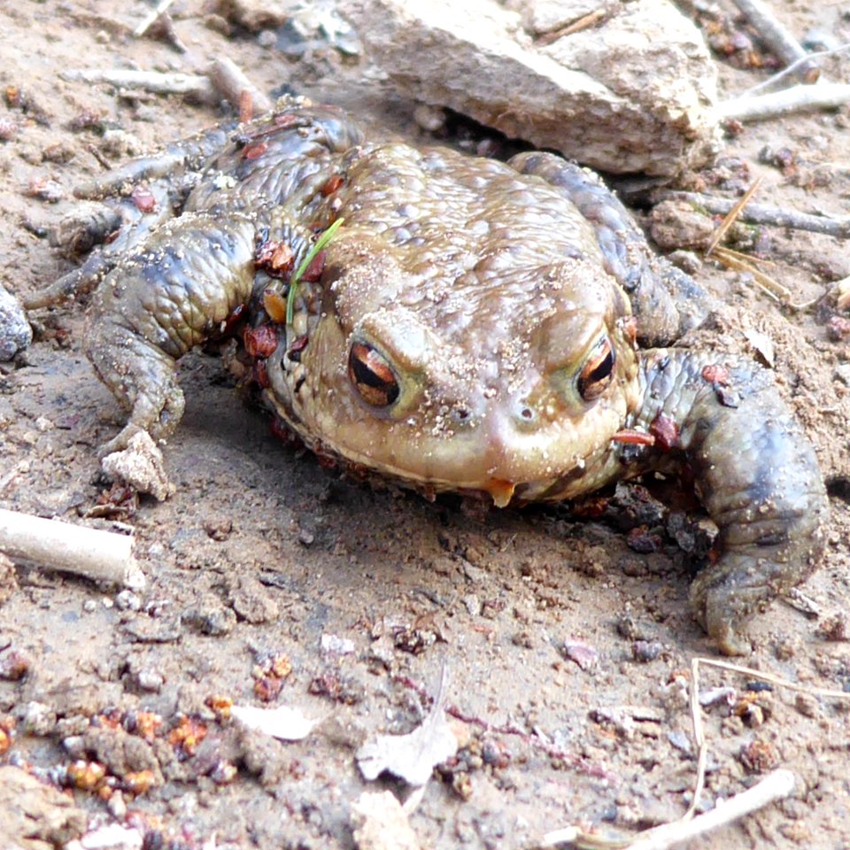 Kröte aus Gettenbach (Vorspessart)