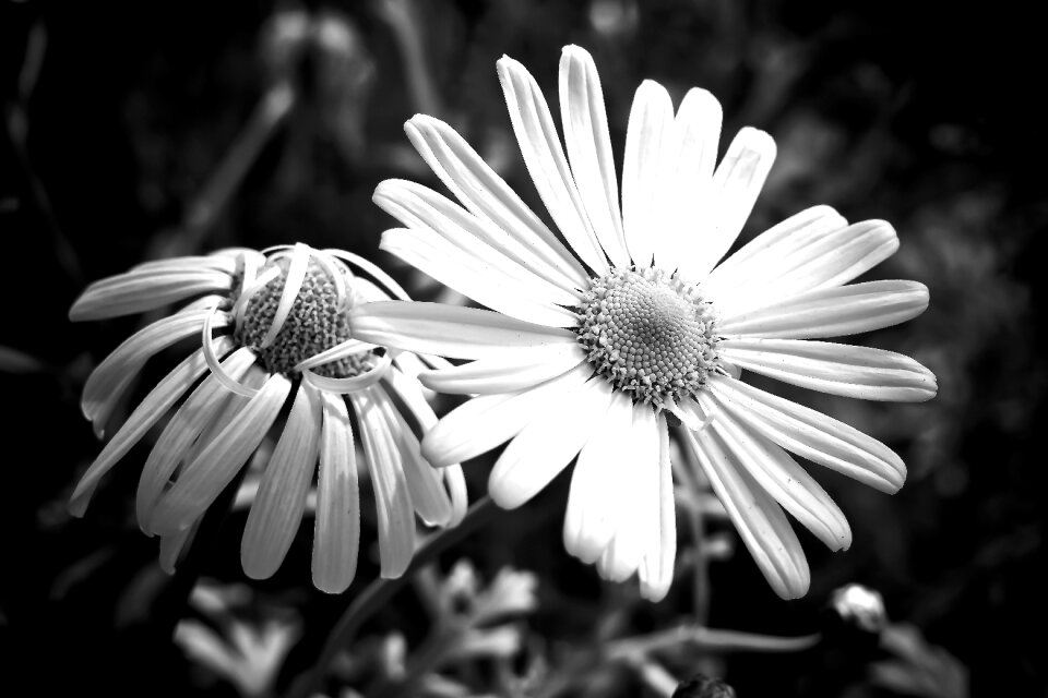 Wild flower meadow blossom bloom