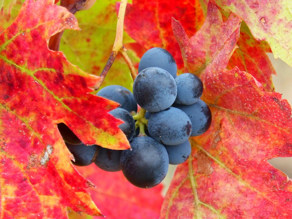 Vineyard red leaves autumn