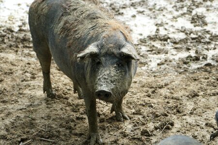 Sow domestic pig old breed