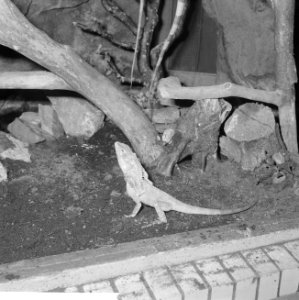 Kraaghagedis in Artis uit Nieuw-Guinea, Bestanddeelnr 914-3706