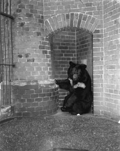 Kraagbeer Zwartje 40 jaar in Artis, Bestanddeelnr 905-7321